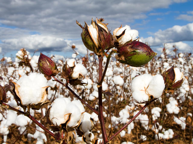 cotton plants