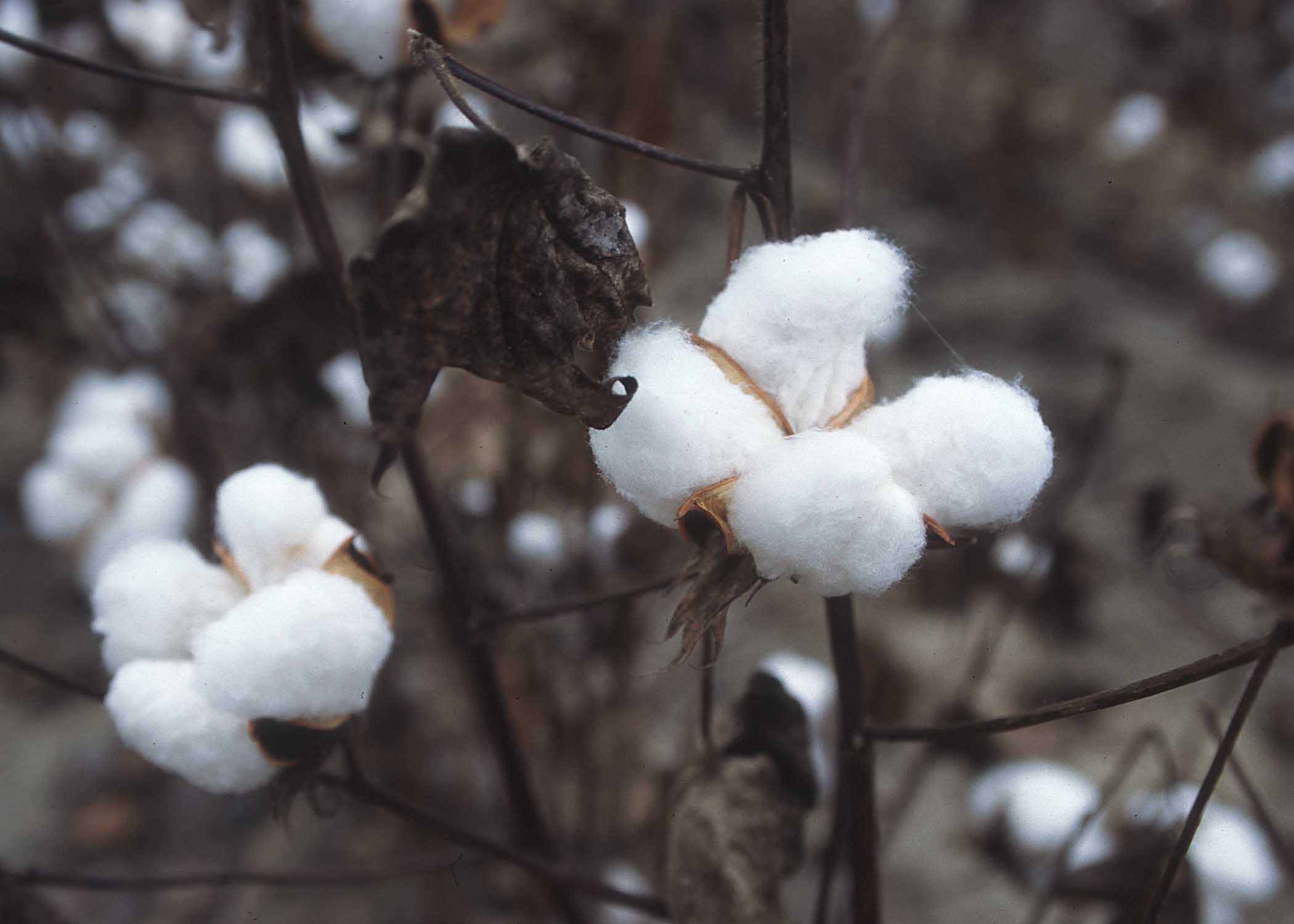 What is Cotton Made of