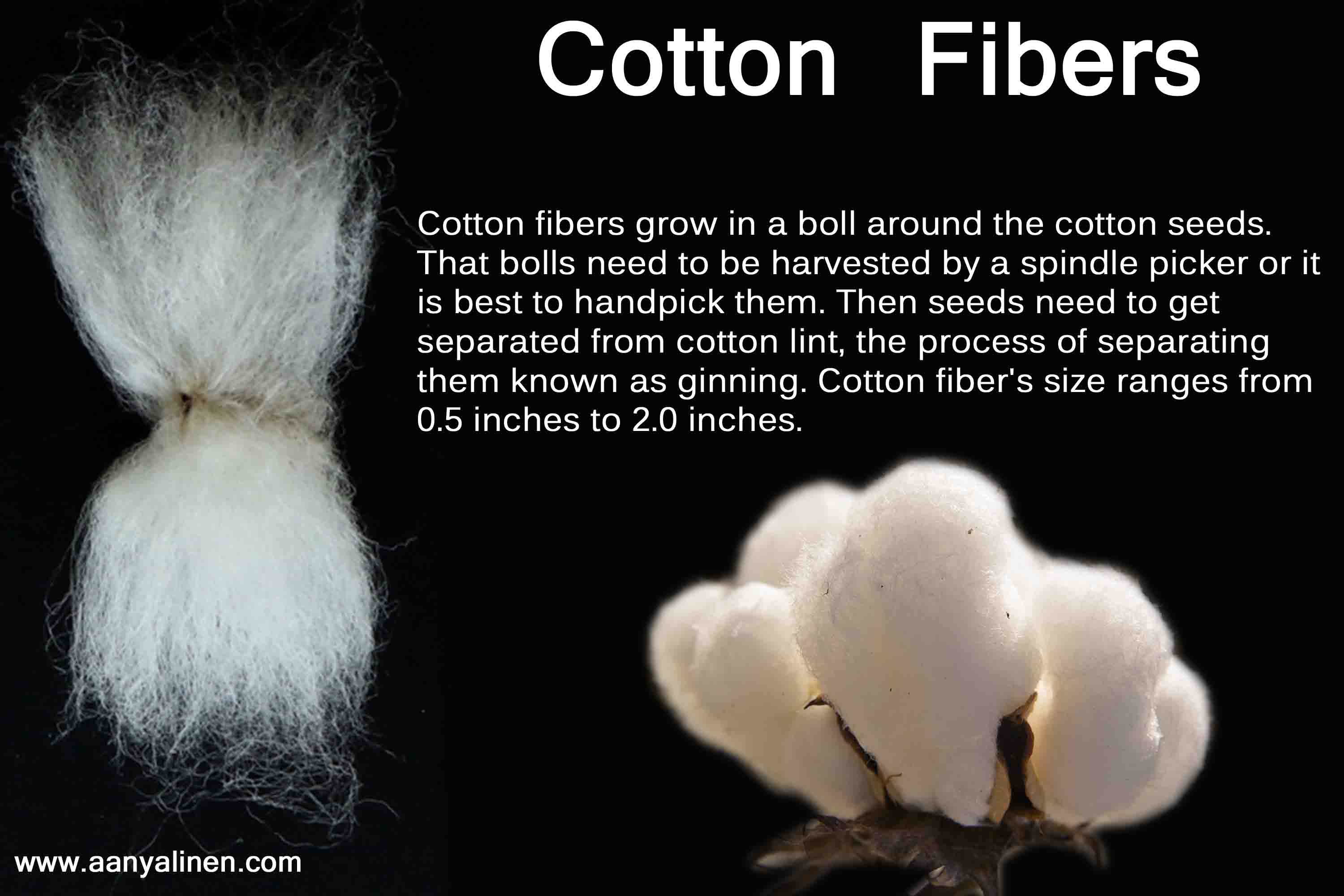 Cotton Fibers