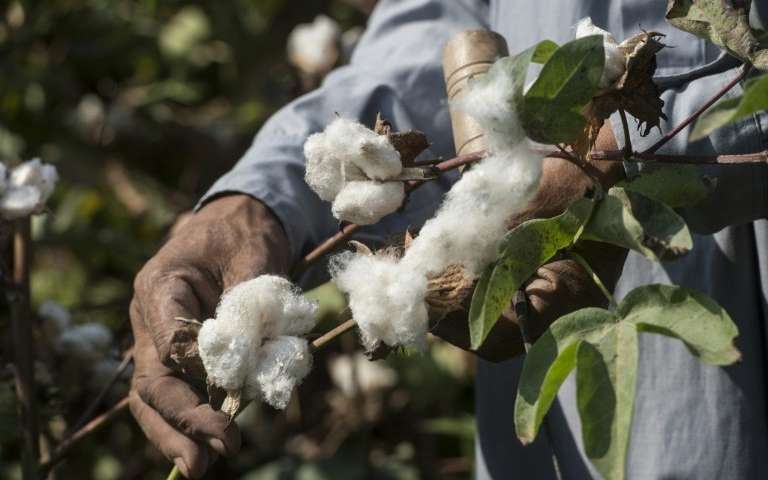 What is Egyptian Cotton?