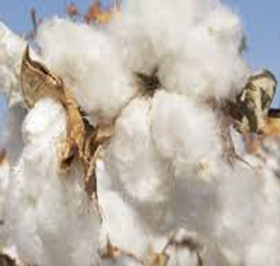 Pima Cotton Plant 